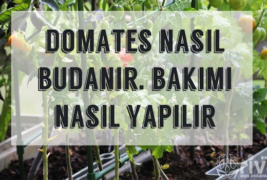 Domates Nasıl Budanır ve Bakımı Nasıl Yapılır Domates Nasıl Budanır ve Bakımı Nasıl Yapılır