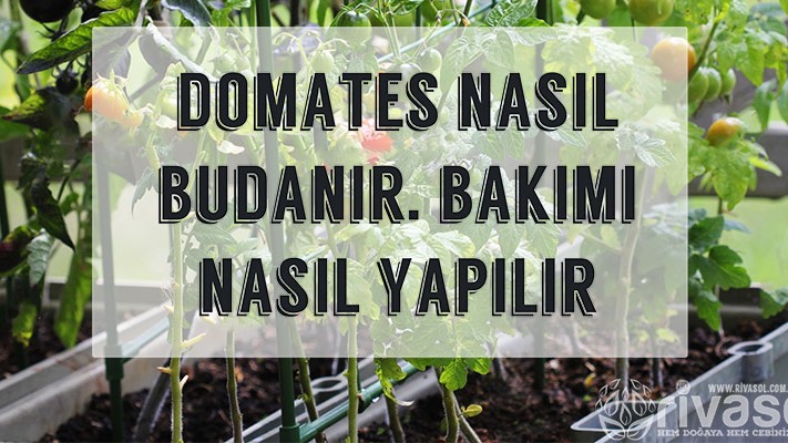 Domates Nasıl Budanır ve Bakımı Nasıl Yapılır Domates Nasıl Budanır ve Bakımı Nasıl Yapılır