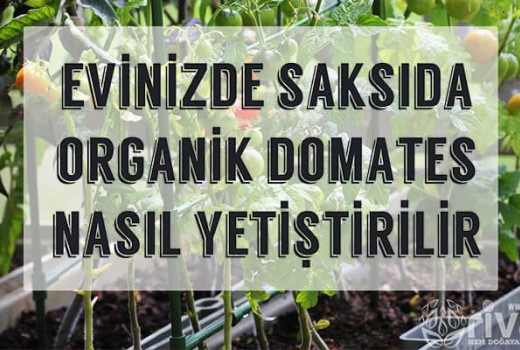 Saksıda Organik Domates Yetiştirme Saksıda Organik Domates Yetiştirme