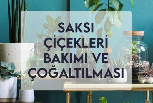 Saksı Çiçekleri Bakımı ve Çoğaltılması Saksı Çiçekleri Bakımı ve Çoğaltılması