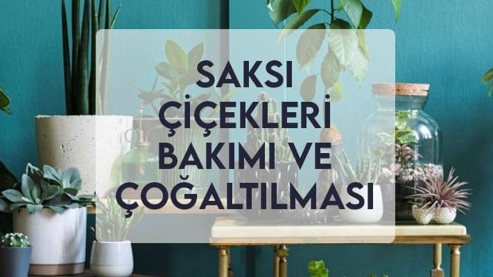 Saksı Çiçekleri Bakımı ve Çoğaltılması
