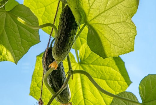 Salatalıkta Solucan Gübresi Kullanımı