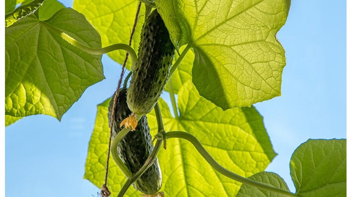 Salatalıkta Solucan Gübresi Kullanımı