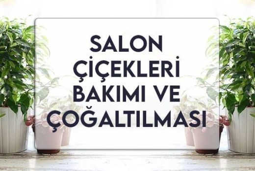 Salon Çiçekleri Bakımı ve Çoğaltılması Salon Çiçekleri Bakımı ve Çoğaltılması