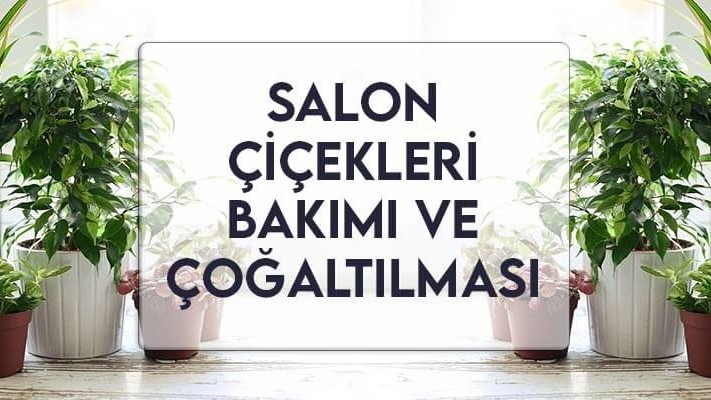 Salon Çiçekleri Bakımı ve Çoğaltılması Salon Çiçekleri Bakımı ve Çoğaltılması