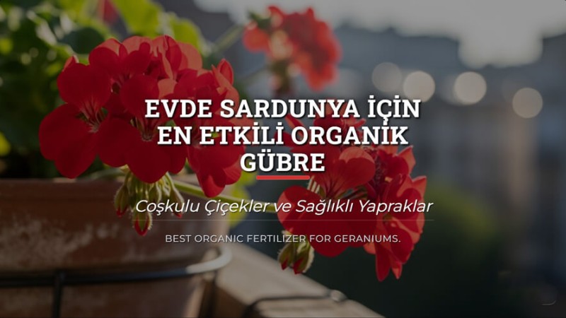 Evde Sardunya İçin En Etkili Organik Gübre