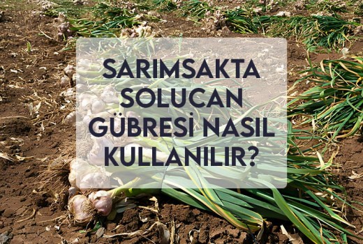 Sarımsak Solucan Gübresi Nasıl Kullanılır?