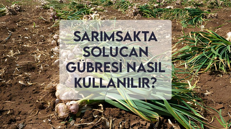 Sarımsak Solucan Gübresi Nasıl Kullanılır? Sarımsak Solucan Gübresi Nasıl Kullanılır?