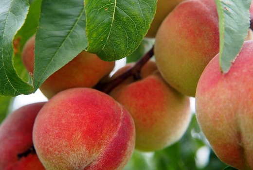 Şeftali Ağaçlarında Solucan Gübresi Kullanımı