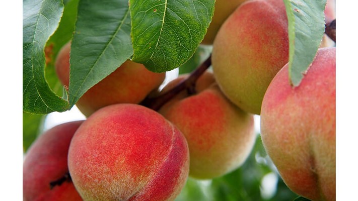 Şeftali Ağaçlarında Solucan Gübresi Kullanımı