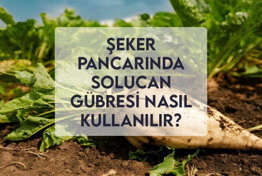 Şeker Pancarında Solucan Gübresi Nasıl Kullanılır? Şeker Pancarında Solucan Gübresi Nasıl Kullanılır?