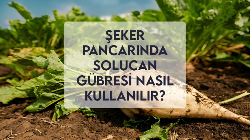 Şeker Pancarında Solucan Gübresi Nasıl Kullanılır? Şeker Pancarında Solucan Gübresi Nasıl Kullanılır?