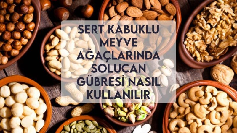 Sert Kabuklu Meyve Ağaçlarında Solucan Gübresi Nasıl Kullanılır Sert Kabuklu Meyve Ağaçlarında Solucan Gübresi Nasıl Kullanılır