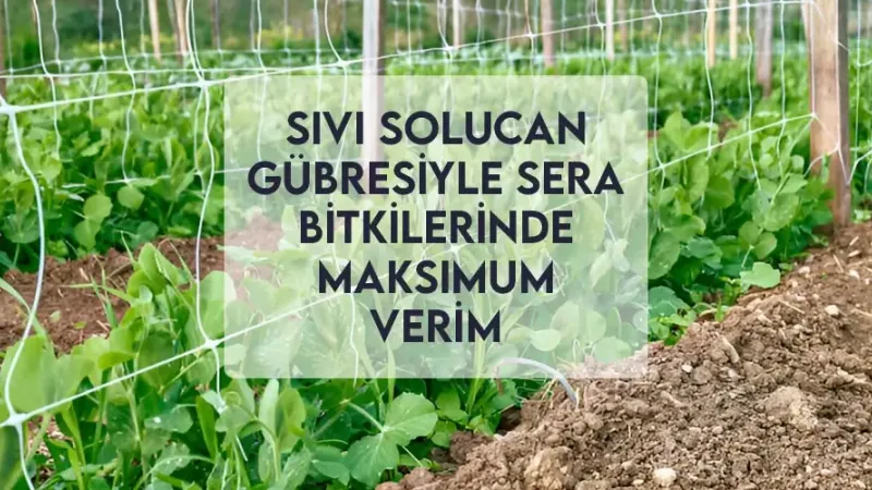 Sıvı Solucan Gübresiyle Sera Bitkilerinde Maksimum Verim Sıvı Solucan Gübresiyle Sera Bitkilerinde Maksimum Verim