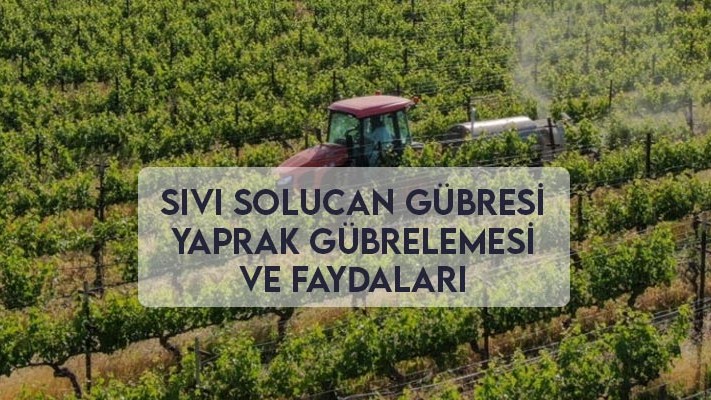 Sıvı Solucan Gübresi Yaprak Gübrelemesi Ve Faydaları Sıvı Solucan Gübresi Yaprak Gübrelemesi Ve Faydaları