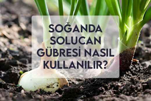 Soğanda Solucan Gübresi Nasıl Kullanılır?