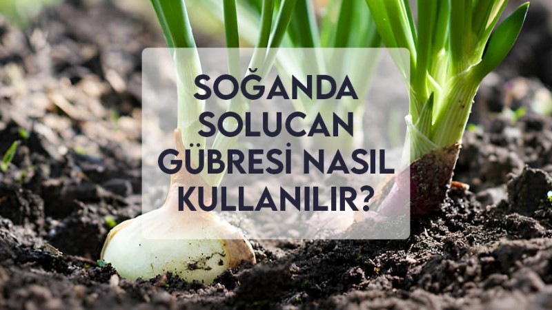 Soğanda Solucan Gübresi Nasıl Kullanılır? Soğanda Solucan Gübresi Nasıl Kullanılır?