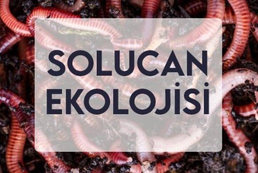 Solucan Ekolojisi Solucan Ekolojisi