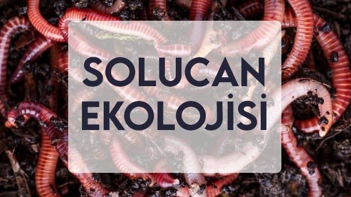 Solucan Ekolojisi Solucan Ekolojisi