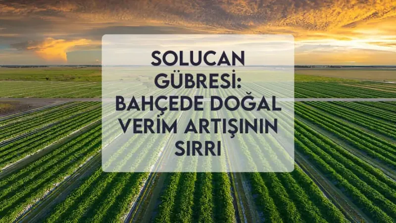 Solucan Gübresi: Bahçede Doğal Verim Artışının Sırrı Solucan Gübresi: Bahçede Doğal Verim Artışının Sırrı