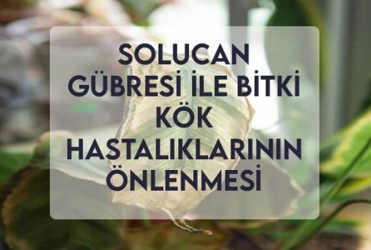 Solucan Gübresi ile Bitki Kök Hastalıklarının Önlenmesi Solucan Gübresi ile Bitki Kök Hastalıklarının Önlenmesi