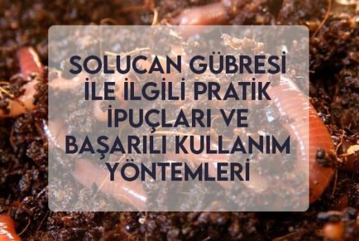 Solucan Gübresi ile İlgili Pratik İpuçları ve Başarılı Kullanım Yöntemleri Solucan Gübresi ile İlgili Pratik İpuçları ve Başarılı Kullanım Yöntemleri