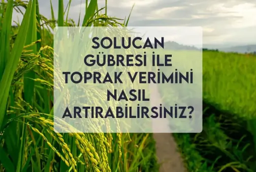 Solucan Gübresi ile Toprak Verimini Nasıl Artırabilirsiniz?