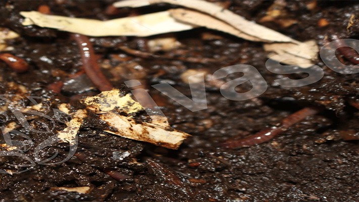 Solucan Gübresi Karlı Bir İş midir? Solucan Gübresi Karlı Bir İş midir?