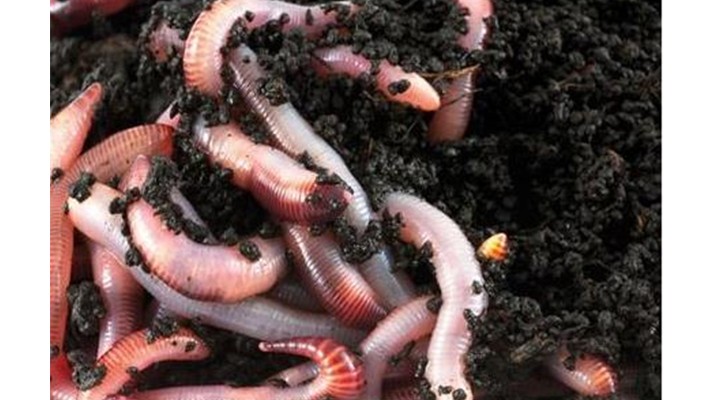 Solucan Gübresi İçeriği Nedir ? | Rivasol Solucan Gübresi İçeriği Nedir ? | Rivasol