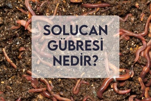 Solucan Gübresi Nedir? Solucan Gübresi Nedir?