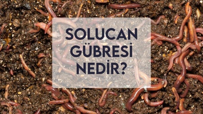 Solucan Gübresi Nedir? Solucan Gübresi Nedir?