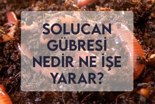 Solucan Gübresi Nedir Ne İşe Yarar? Solucan Gübresi Nedir Ne İşe Yarar?