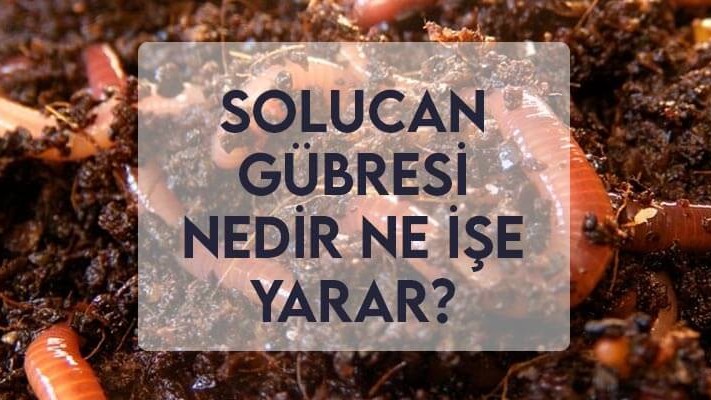 Solucan Gübresi Nedir Ne İşe Yarar? Solucan Gübresi Nedir Ne İşe Yarar?