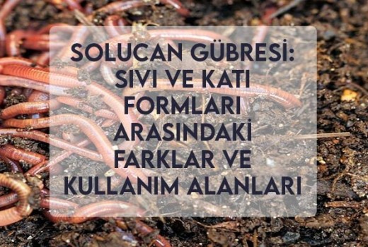 Solucan Gübresi: Sıvı ve Katı Formları Arasındaki Farklar ve Kullanım Alanları Solucan Gübresi: Sıvı ve Katı Formları Arasındaki Farklar ve Kullanım Alanları