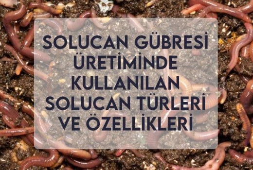 Solucan Gübresi Üretiminde Kullanılan Solucan Türleri ve Özellikleri Solucan Gübresi Üretiminde Kullanılan Solucan Türleri ve Özellikleri