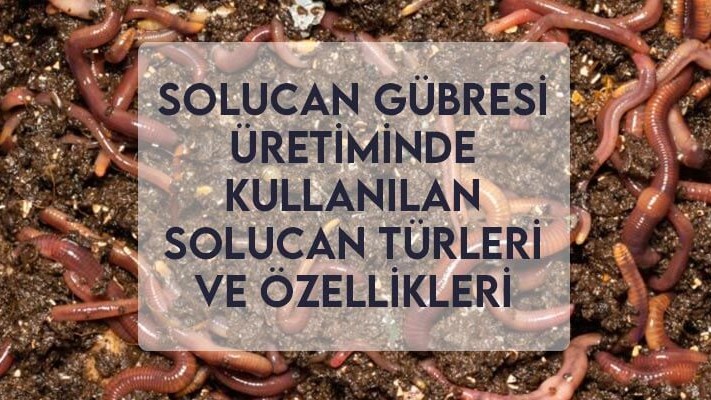 Solucan Gübresi Üretiminde Kullanılan Solucan Türleri ve Özellikleri Solucan Gübresi Üretiminde Kullanılan Solucan Türleri ve Özellikleri