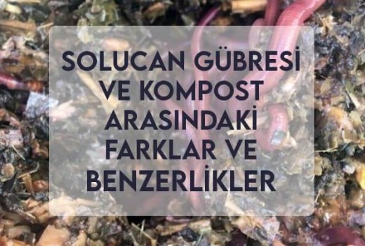 Solucan Gübresi ve Kompost Arasındaki Farklar ve Benzerlikler Solucan Gübresi ve Kompost Arasındaki Farklar ve Benzerlikler