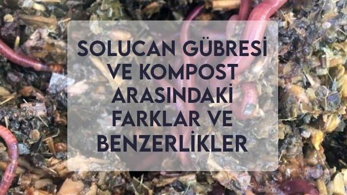 Solucan Gübresi ve Kompost Arasındaki Farklar ve Benzerlikler Solucan Gübresi ve Kompost Arasındaki Farklar ve Benzerlikler