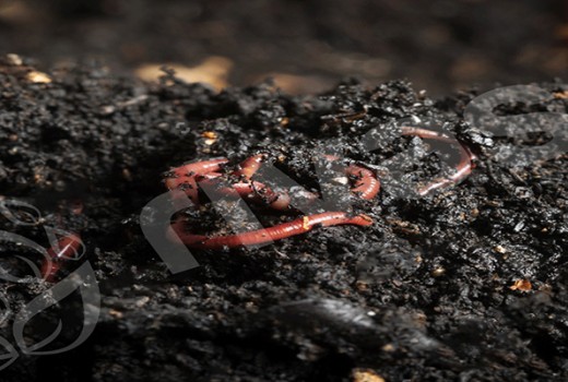 Solucan Gübresinin Faydaları | Rivasol Solucan Gübresinin Faydaları | Rivasol