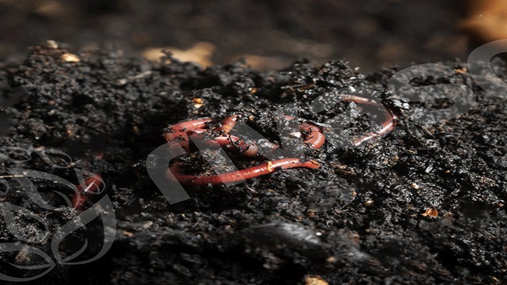 Solucan Gübresinin Faydaları | Rivasol Solucan Gübresinin Faydaları | Rivasol