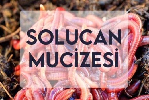 Solucan Mucizesi Solucan Mucizesi