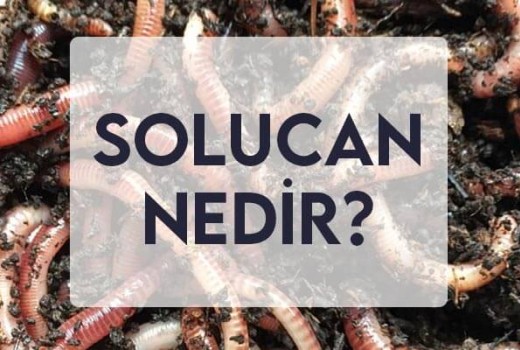 Solucanlar Solucanlar