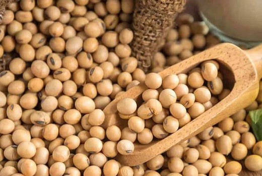 Soya Fasulyesinde Solucan Gübresi Kullanımı | Rivasol