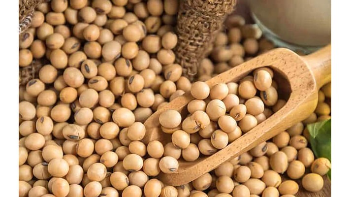 Soya Fasulyesinde Solucan Gübresi Kullanımı | Rivasol