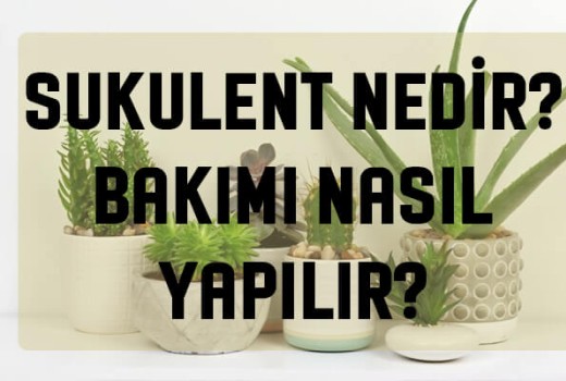 Sukulent Bakımı Nasıl Yapılır ? Sukulent Nedir ? Sukulent Bakımı Nasıl Yapılır ? Sukulent Nedir ?