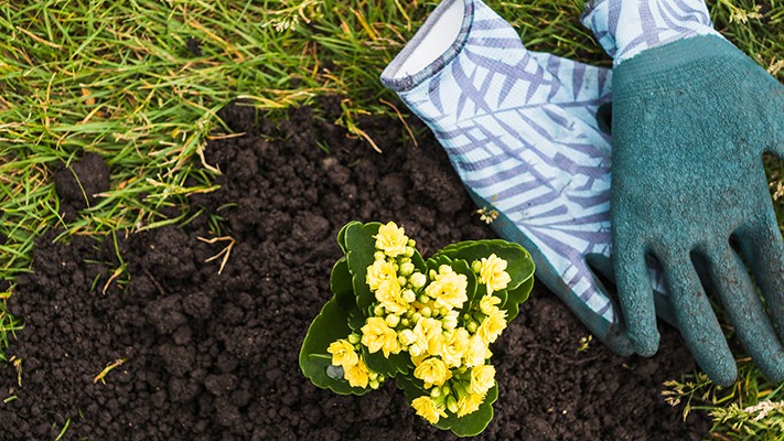 Toprak Bakımında Vermikompost Toprak Bakımında Vermikompost