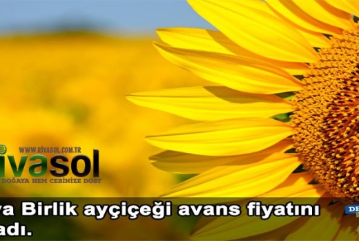 2020 Ayçiçek Ton Fiyatı Ne Kadar? Ayçiçek Alım Fiyatı ? 2020 Ayçiçek Ton Fiyatı Ne Kadar? Ayçiçek Alım Fiyatı ?