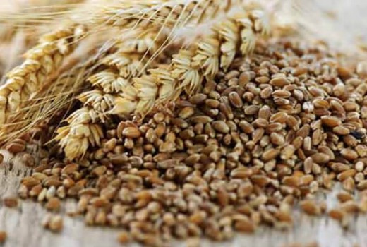 Tritikale Solucan Gübresi Kullanımı