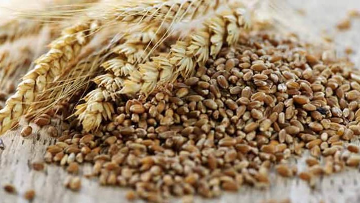 Tritikale Solucan Gübresi Kullanımı