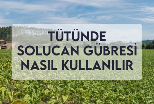 Tütün Solucan Gübresi Nasıl Kullanılır? Tütün Solucan Gübresi Nasıl Kullanılır?